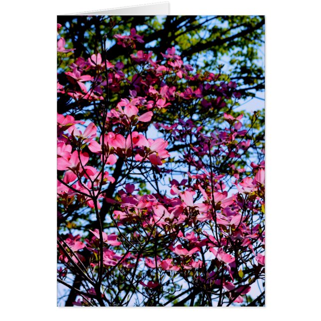 Flores elegantes rosadas floreciendo árbol de Dogw (Frente)