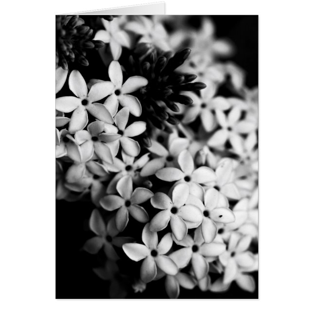 flores en blanco y negro (Frente)