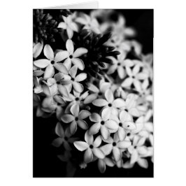 flores en blanco y negro