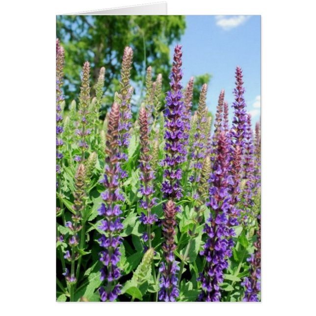 Flores en el cielo (Frente)