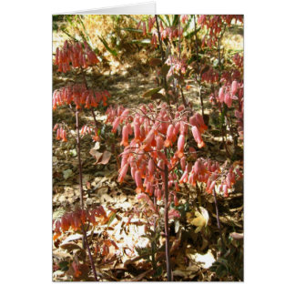 Flores en el Parque Tangamanga