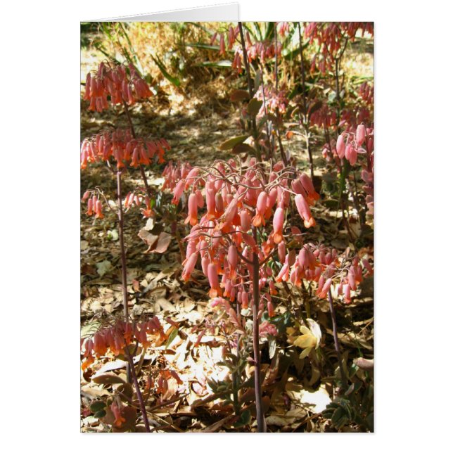 Flores en el Parque Tangamanga (Frente)