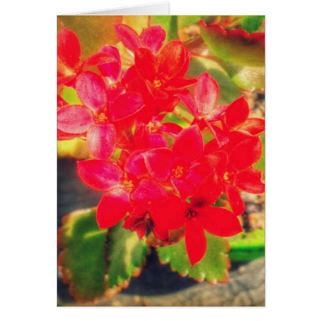 Flores en flor roja bonito (Frente)