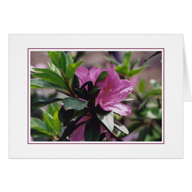 Flores en la granja de Gibbs (Anverso (Horizontal))