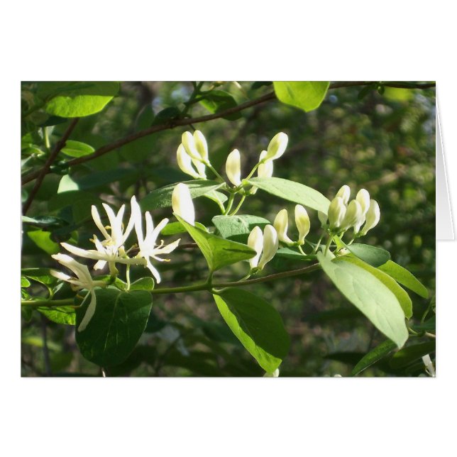 Flores en la luz de primavera (Anverso (Horizontal))