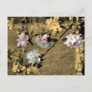 Flores en la postal de la flor de la sepia