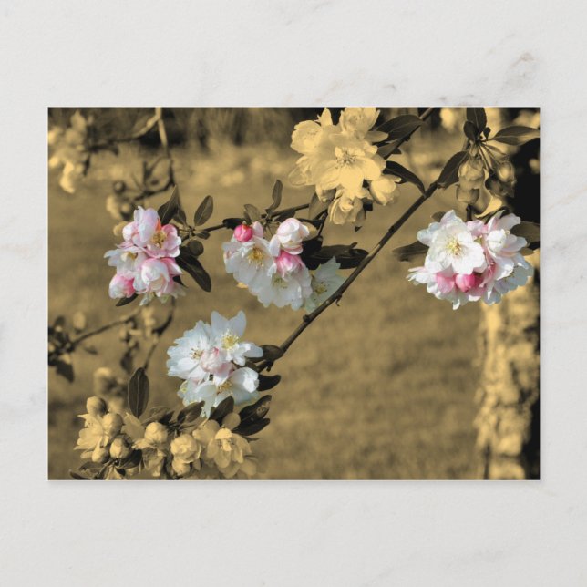 Flores en la postal de la flor de la sepia (Anverso)