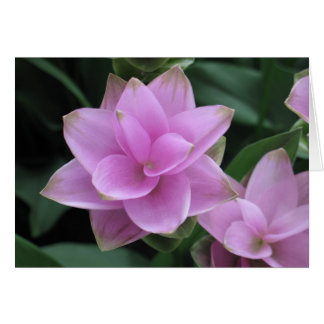 Flores en los jardines de Longwood