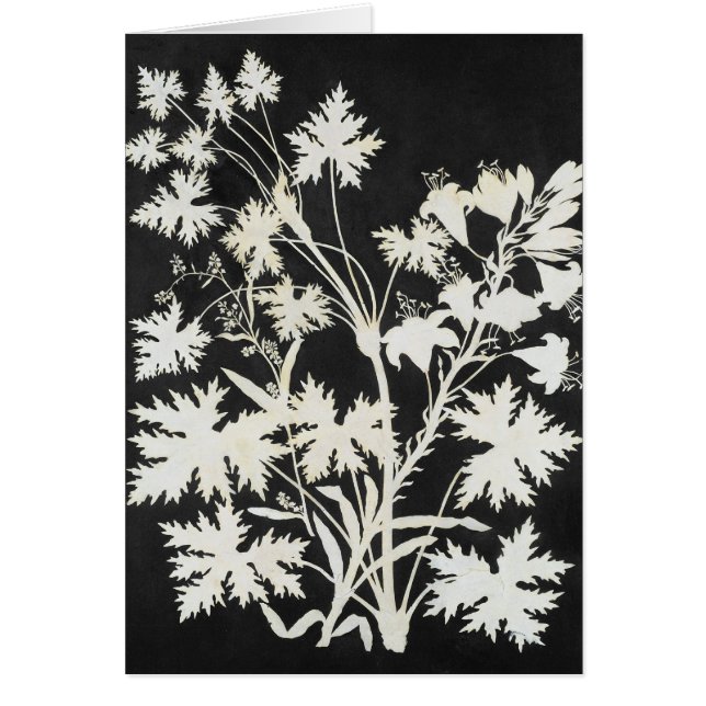 Flores en silueta (Frente)