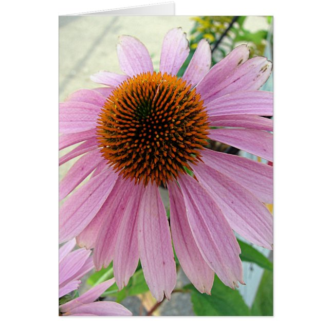 Flores en venta (Frente)