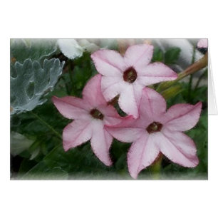 Flores Estrella (Nicotainia)