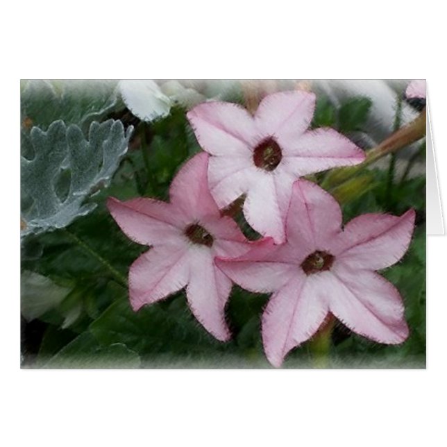 Flores Estrella (Nicotainia) (Anverso (Horizontal))