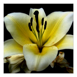 Flores florales Papel Poster de 20" x 20" (semibri