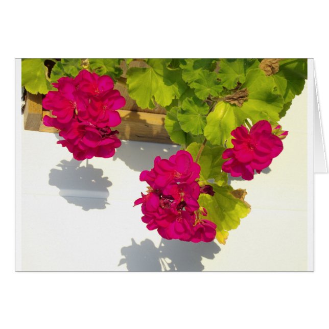 Flores florales rosas HOt Geranium rosa (Anverso (Horizontal))