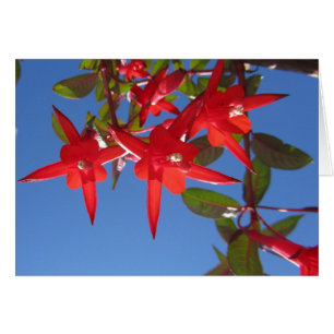 Flores fucsias rojas