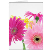 Flores Gerbera Daisy Piink