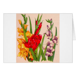 flores gladiola flores gladiolos
