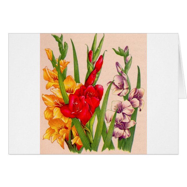 flores gladiola flores gladiolos (Anverso (Horizontal))