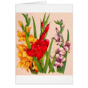 flores gladiola flores gladiolos