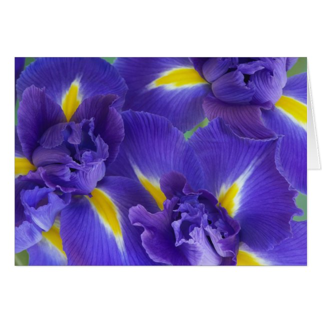 Flores iris (Anverso (Horizontal))