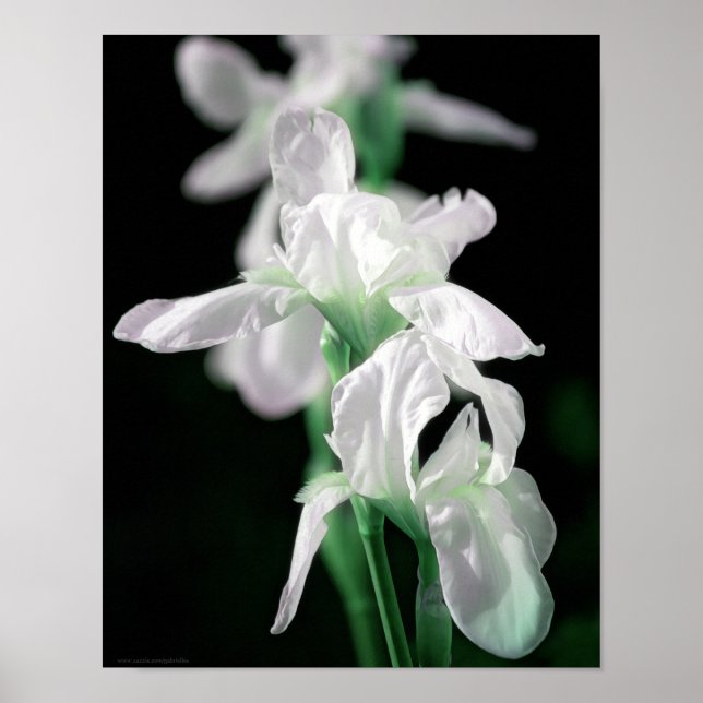 Flores Iris Brillantes Impresión de arte fotográfi (Frente)