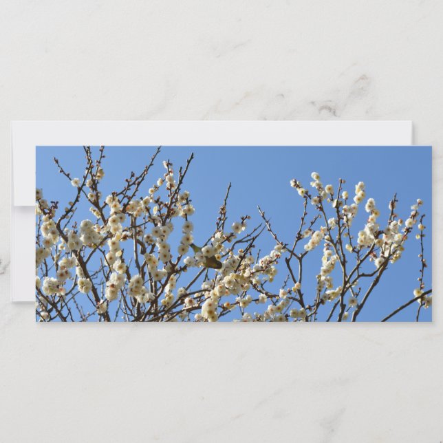 Flores japonesas de blanco y ciruelas: Japón (Anverso)