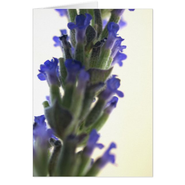 flores lavendares (Frente)