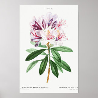 Flores Leafs Arte Botánico Vintage