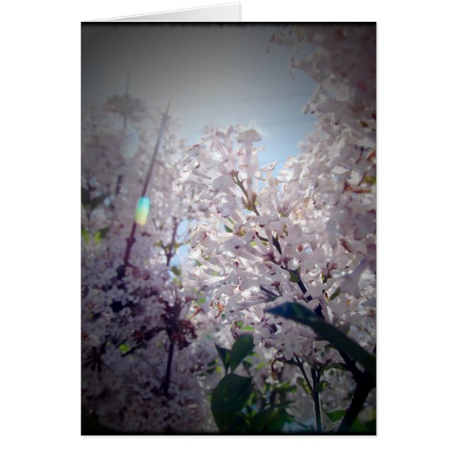 Flores Lilac (Frente)