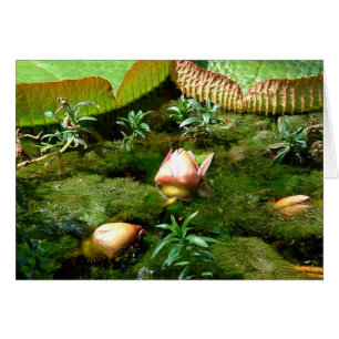 Flores Lotus, naturaleza hermosa/viajar en Asia