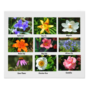 Flores macro Foto Ampliación