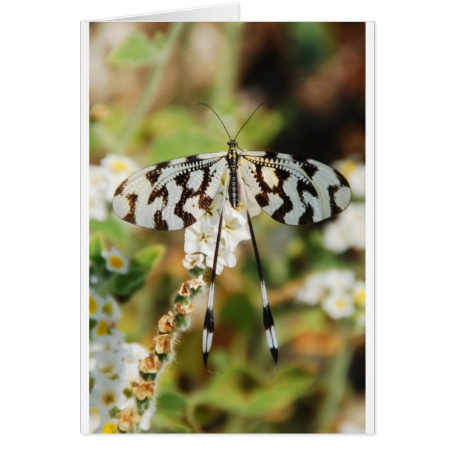Flores Mariposas Floraciones Boda Ducha Paz (Frente)