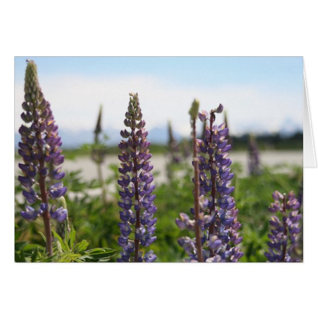 flores moradas (Anverso (Horizontal))