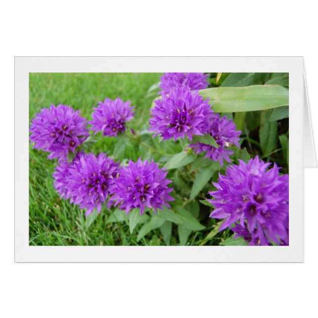 flores moradas (Anverso (Horizontal))