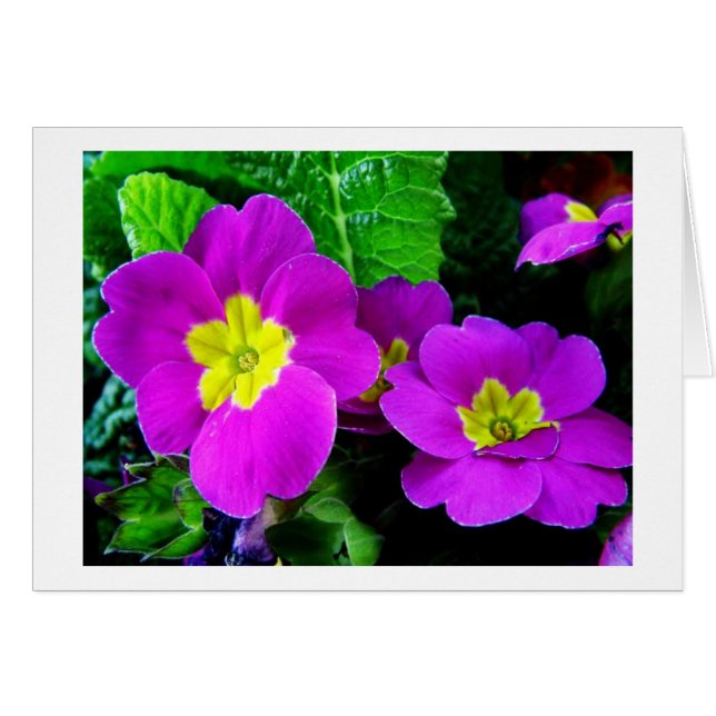 flores moradas de bonito (Anverso (Horizontal))