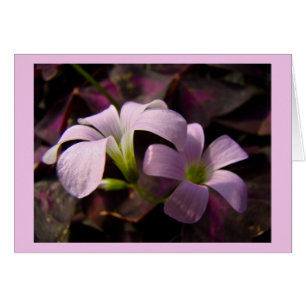 Flores moradas de Oxalis