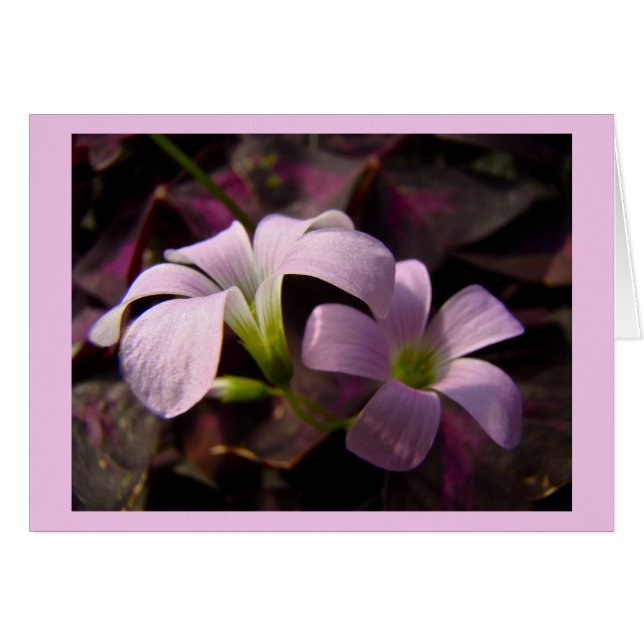 Flores moradas de Oxalis (Anverso (Horizontal))