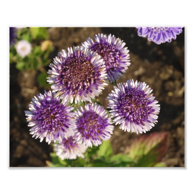 Flores moradas Foto Kodak Papel fotográfico (Frente)