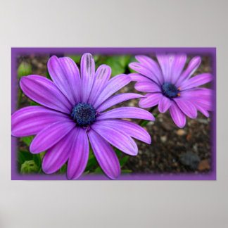 Flores moradas imprimen Poster de arte de margarit