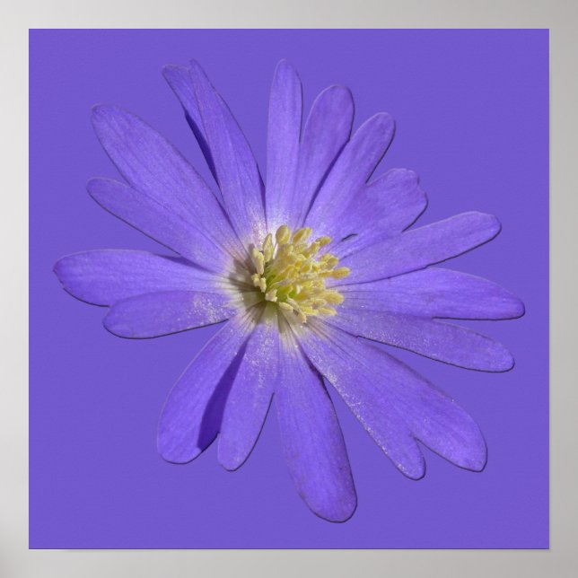 Flores moradas imprimen Poster de arte de margarit (Frente)