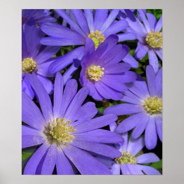 Flores moradas Imprimir Posters de arte azul (Frente)