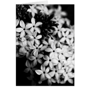 flores negras y blancas