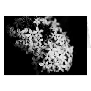 flores negras y blancas