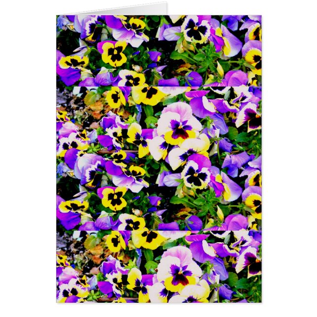 flores pansy multicolores (Frente)