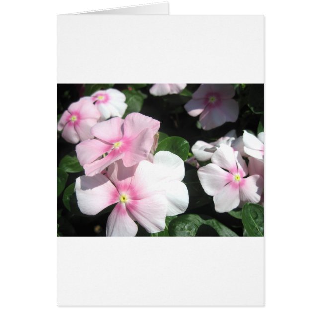 Flores pequeñas (Frente)