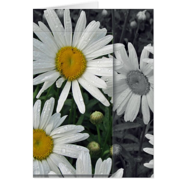 Flores por el lago - margaritas (Frente)