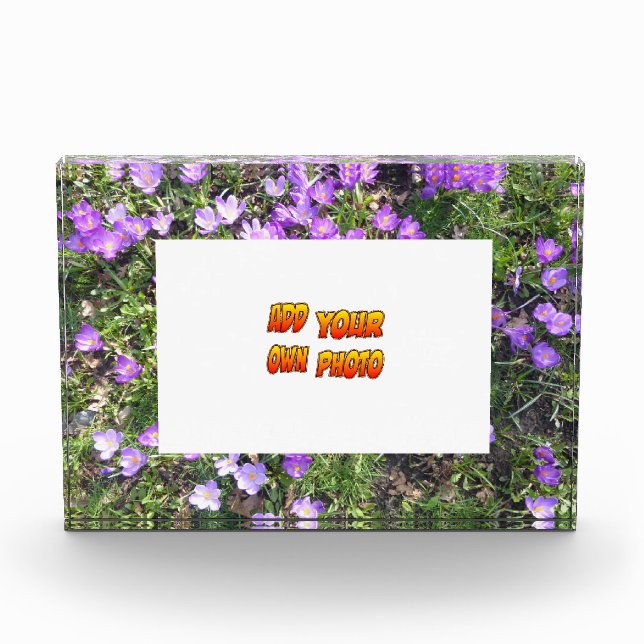 Flores Púrpura Crocus Cust. Bloque para fotos (Anverso)