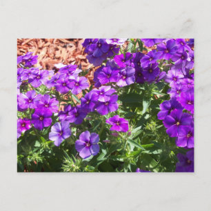 Flores púrpura de Flox en una postal