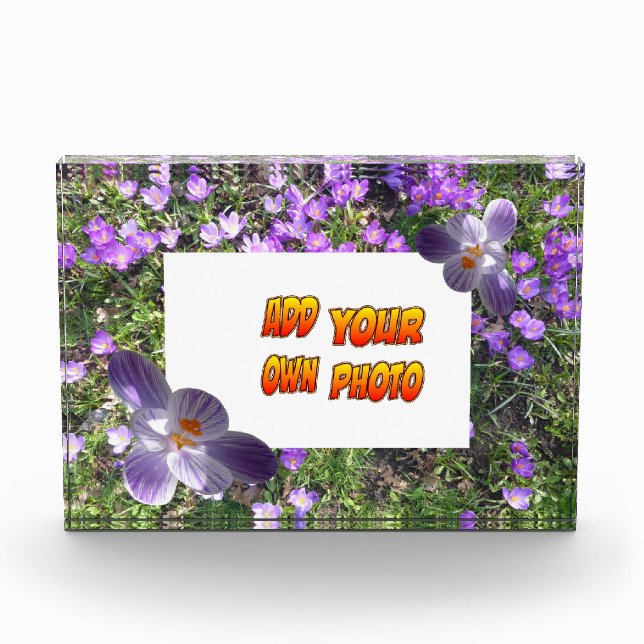 Flores Púrpura rayaron Crocuses Cust. Bloque para  (Anverso)