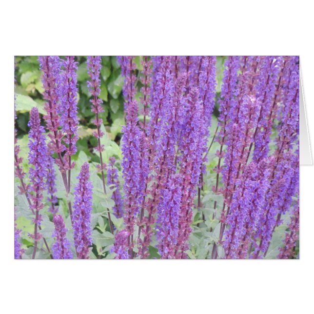 Flores púrpuras, Brujas, Bélgica (Anverso (Horizontal))